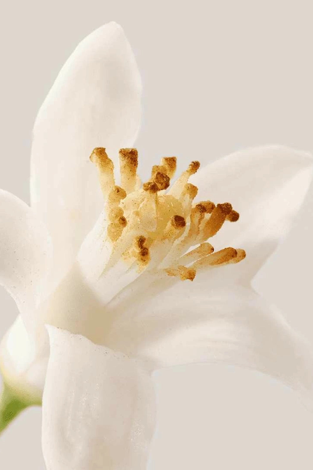 Neroli D’ Ete - Perfumed Body Water