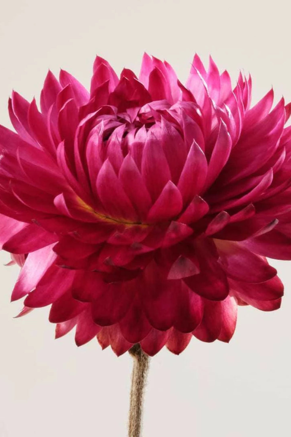 No2 Soothing Petal Oil-Serum