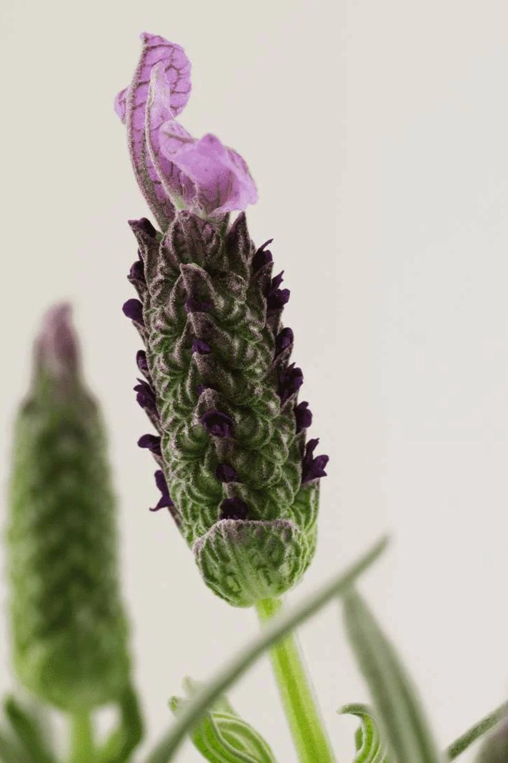 Payot Herbier - Beneficial Interior Mist