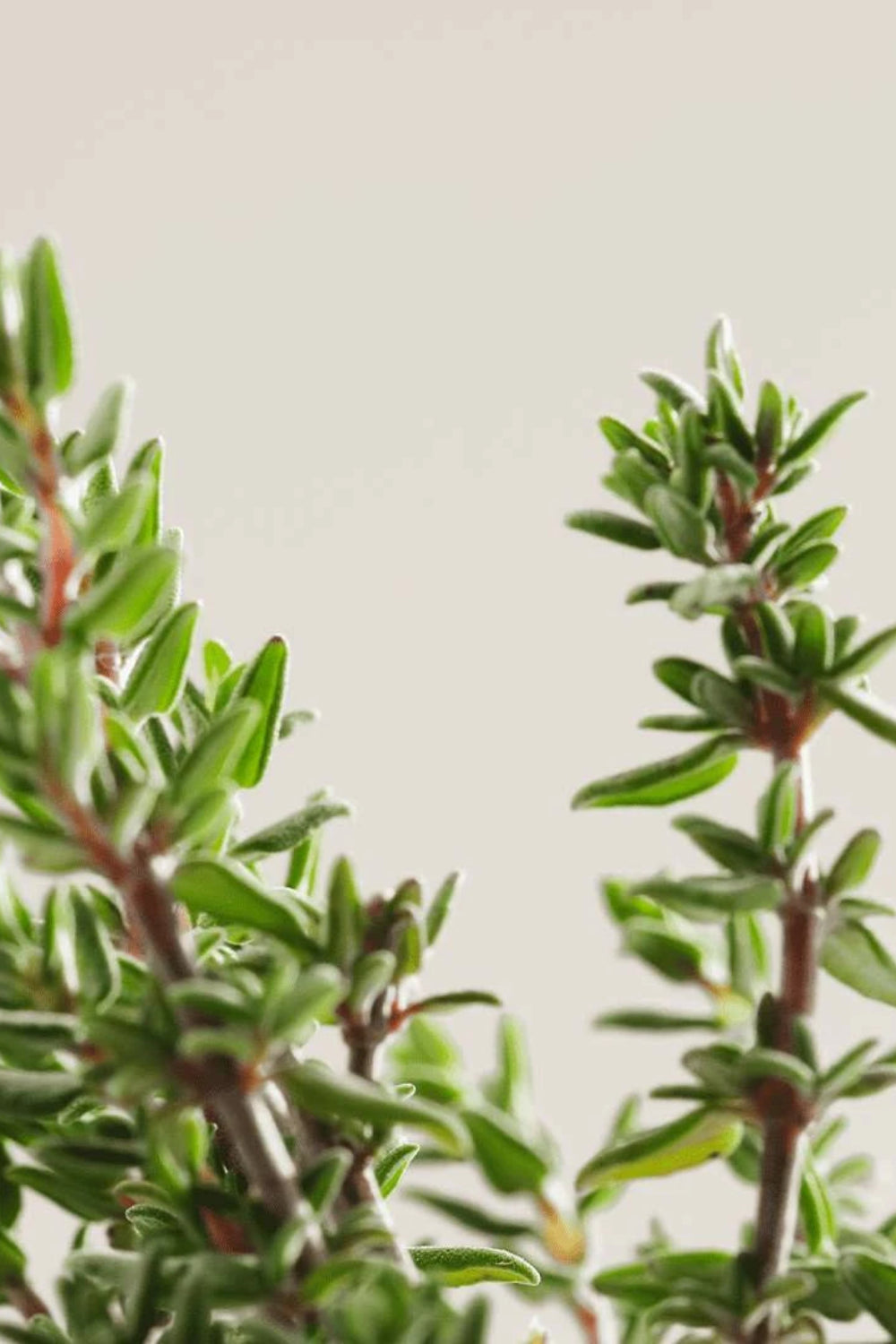 Payot Herbier Revitalizing body oil with thyme essential oil