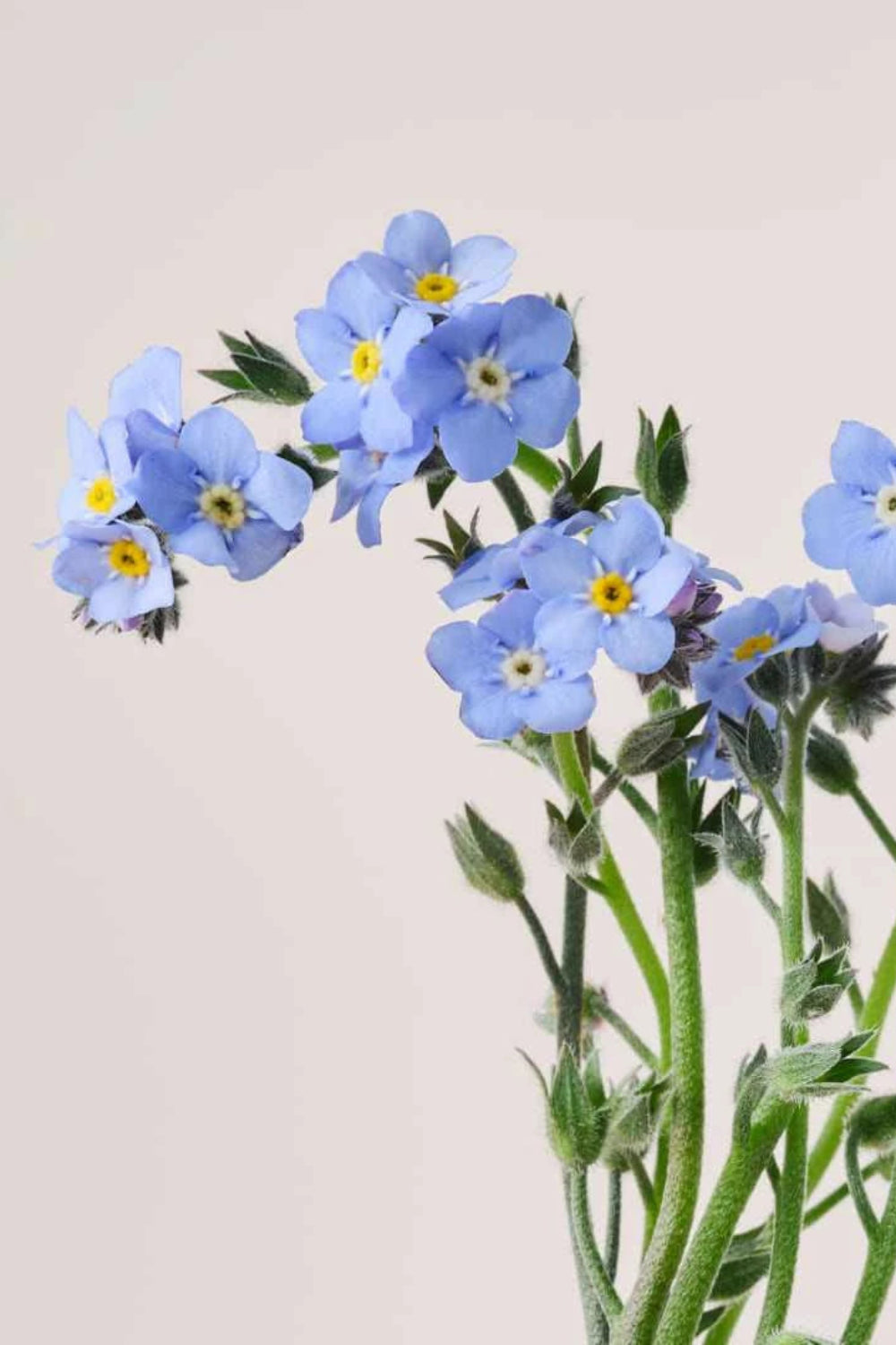 Payot Herbier Reviving eye roll on with linseed oil
