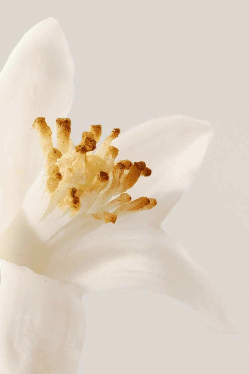 Nue - Radiance-boosting Toning Lotion