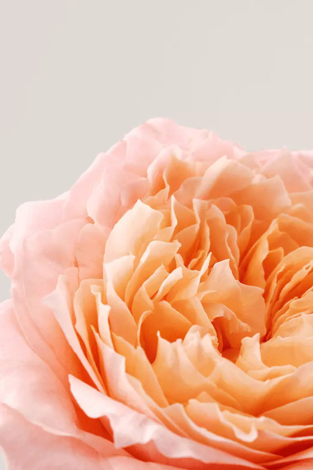 Roselift  Firming Re-Densifying Serum